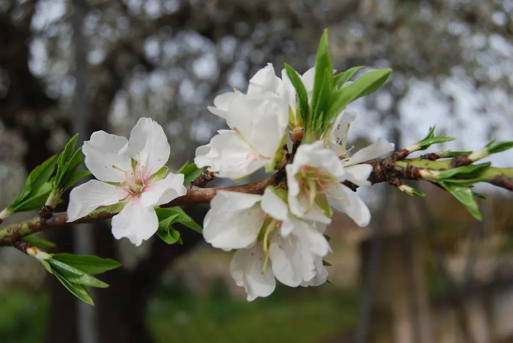 Finca Son Vivot 0*, Inca (Mallorca)