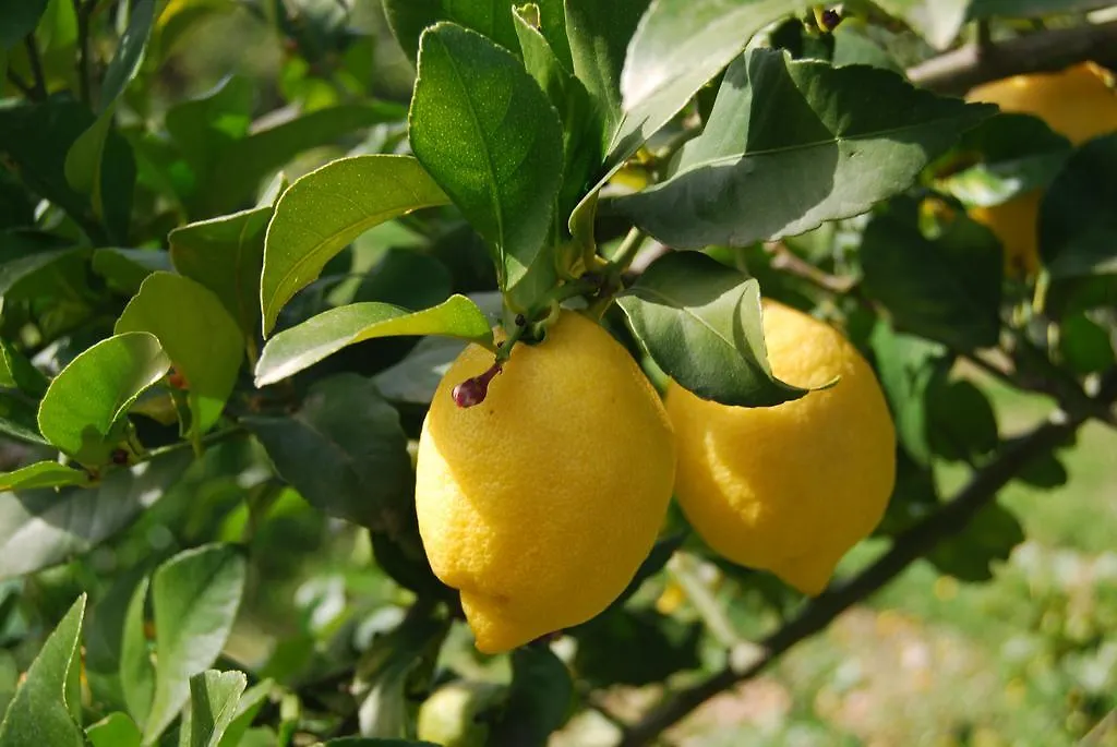 Lantställe Finca Son Vivot Spanien
